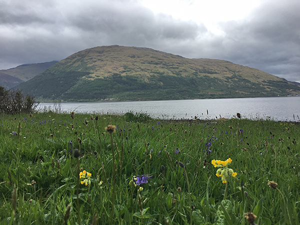 wild flowers