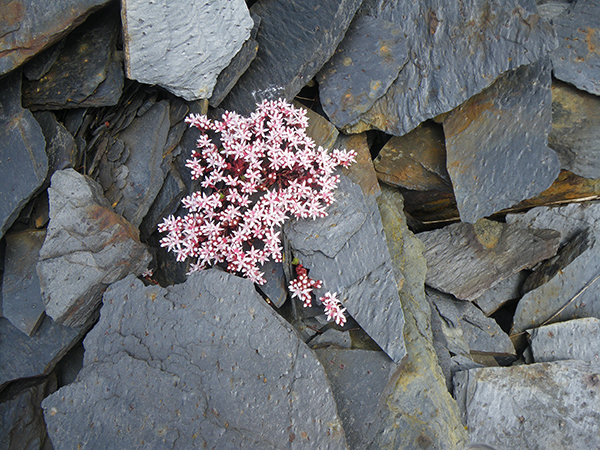 English stonecrop on Belnahua